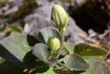 Viola rupestris