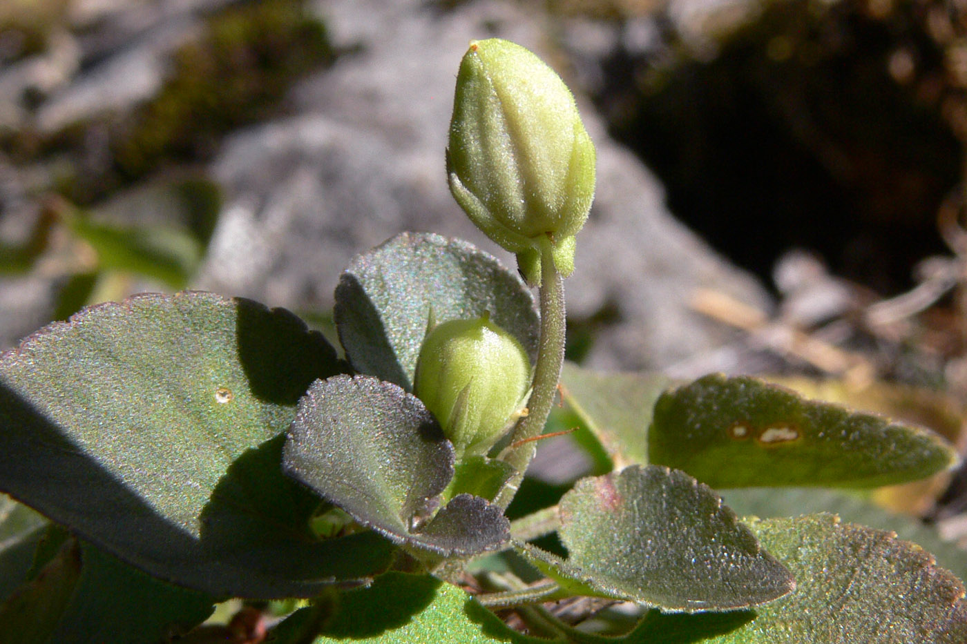 Image of Viola rupestris specimen.
