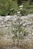 Daucus carota. Цветущее растение. Южный Казахстан, ущелье реки Боролдай. 11.07.2011.