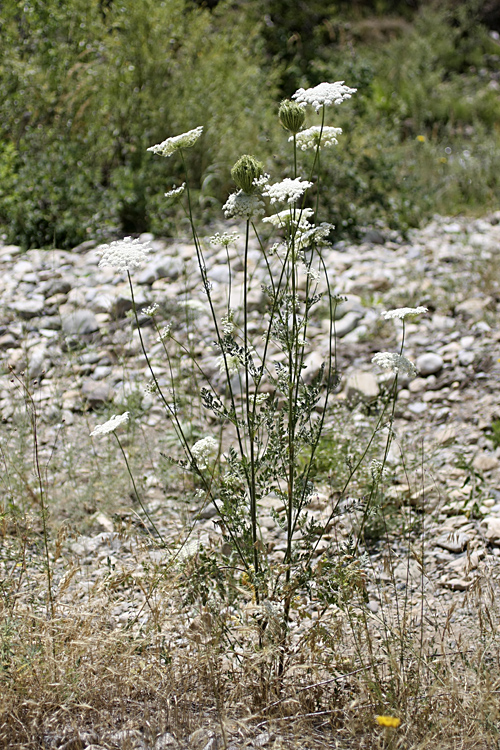 Изображение особи Daucus carota.