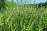 Eleocharis palustris