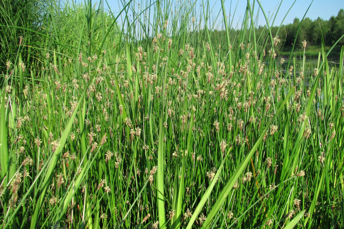 Изображение особи Eleocharis palustris.