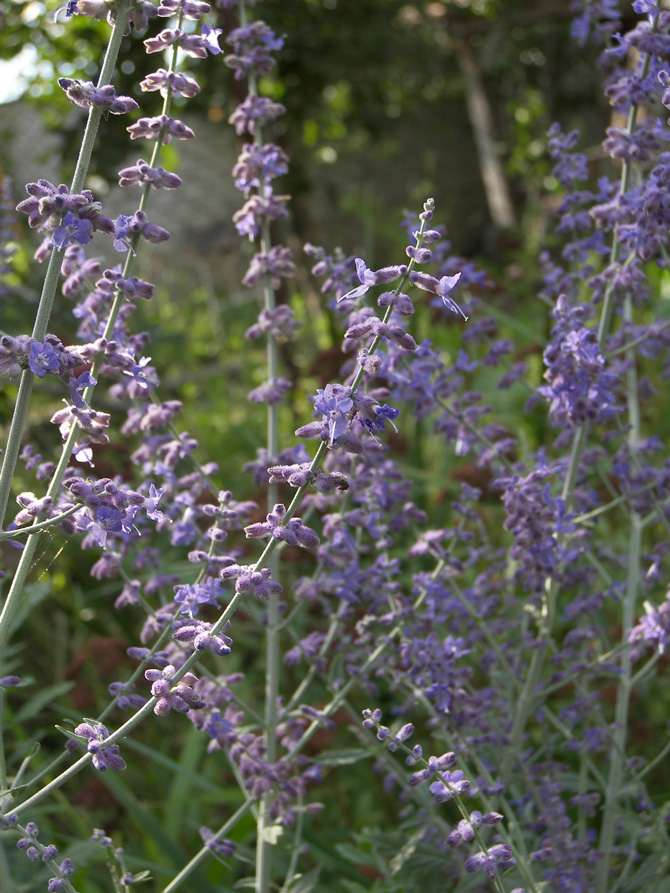 Изображение особи Perovskia atriplicifolia.