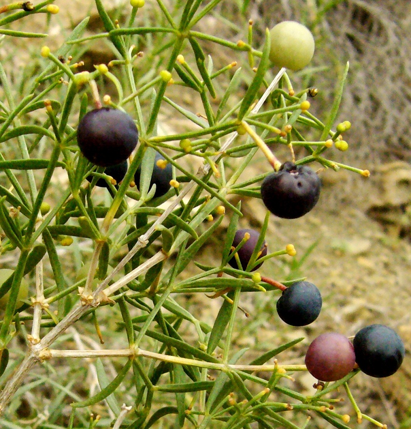 Image of Rubia florida specimen.