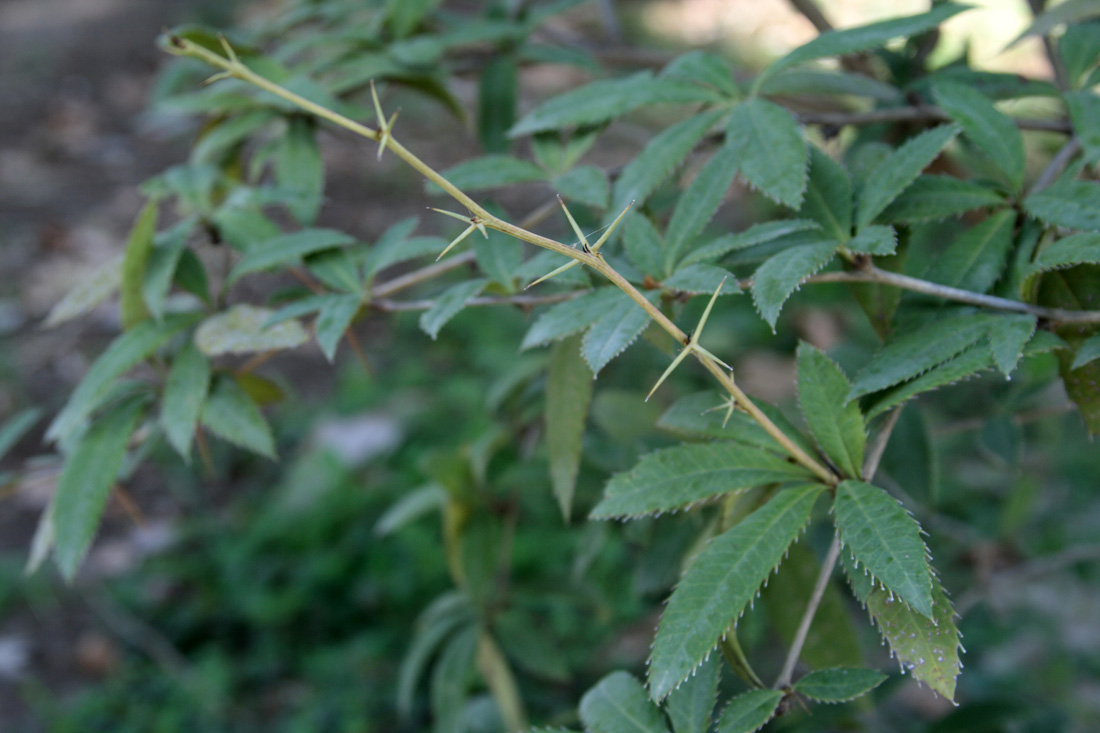 Изображение особи Berberis julianae.