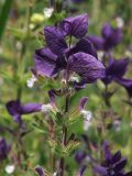 Salvia viridis