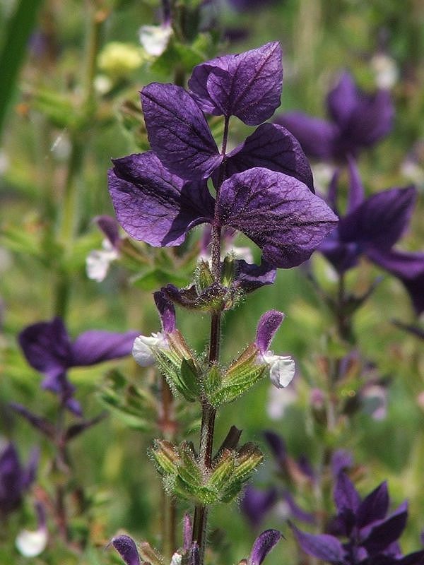 Изображение особи Salvia viridis.