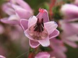 Calluna vulgaris