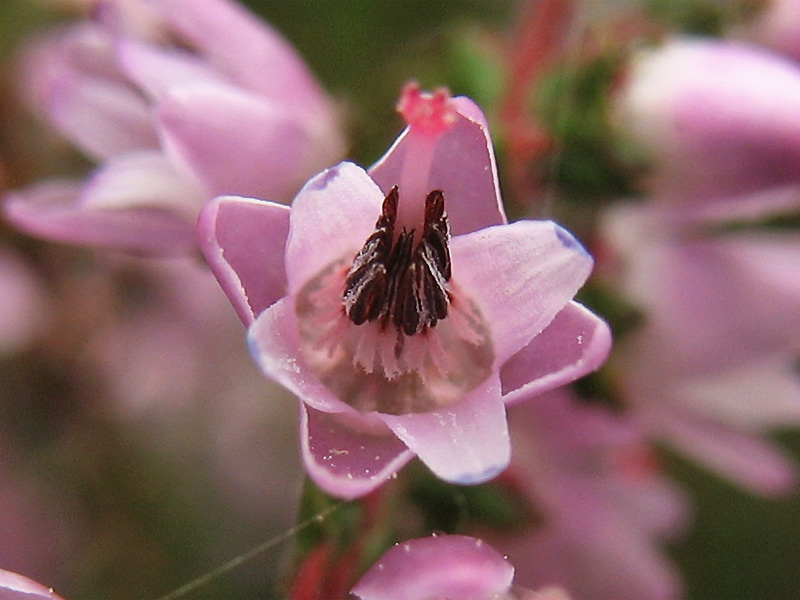 Image of Calluna vulgaris specimen.