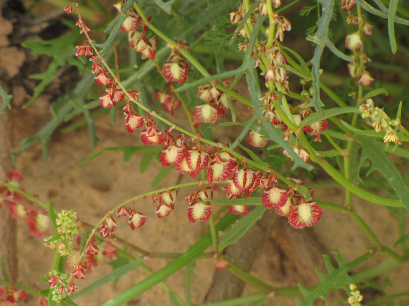 Image of Rumex pictus specimen.