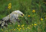 Ligularia altaica