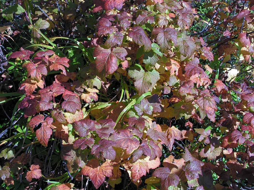 Image of Ribes dikuscha specimen.