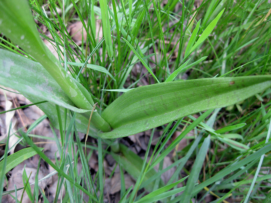 Изображение особи Dactylorhiza majalis.