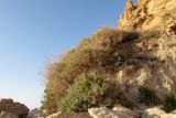 Atriplex halimus. Растения на осыпи на берегу. Израиль, Шарон, г. Герцлия, зона забрызга Средиземного моря. 26.04.2012.