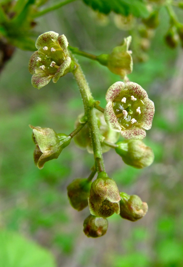 Изображение особи Ribes spicatum.