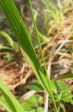 Achnatherum virescens. Часть стебля и листа. Крым, южный берег, окр. Алупки, сосновый лес. 2 июня 2012 г.