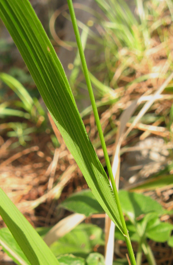 Изображение особи Achnatherum virescens.