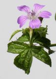 Geranium nodosum. Цветок и листья. Германия, г. Кемпен, в парке. 07.06.2012.
