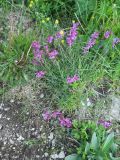 Polygala major