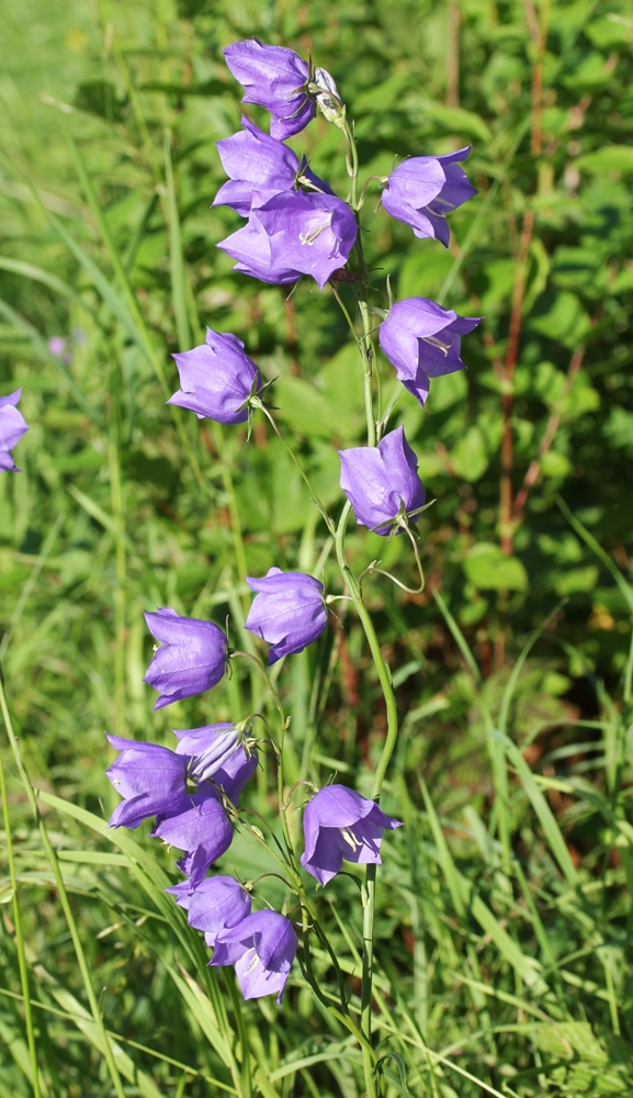 Image of Campanula persicifolia specimen.