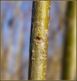 Salix triandra. Часть трёхлетнего побега с почкой. Чувашия, окр. г. Шумерля, пойма р. Паланка, садовое товарищество. 8 апреля 2009 г.