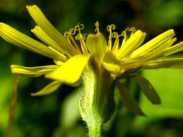 Изображение особи Crepis tectorum.