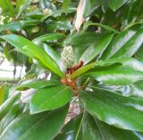 Magnolia grandiflora. Верхушка ветви с завязавшимся плодом. Крым, г. Ялта, в культуре. 13 июля 2012 г.