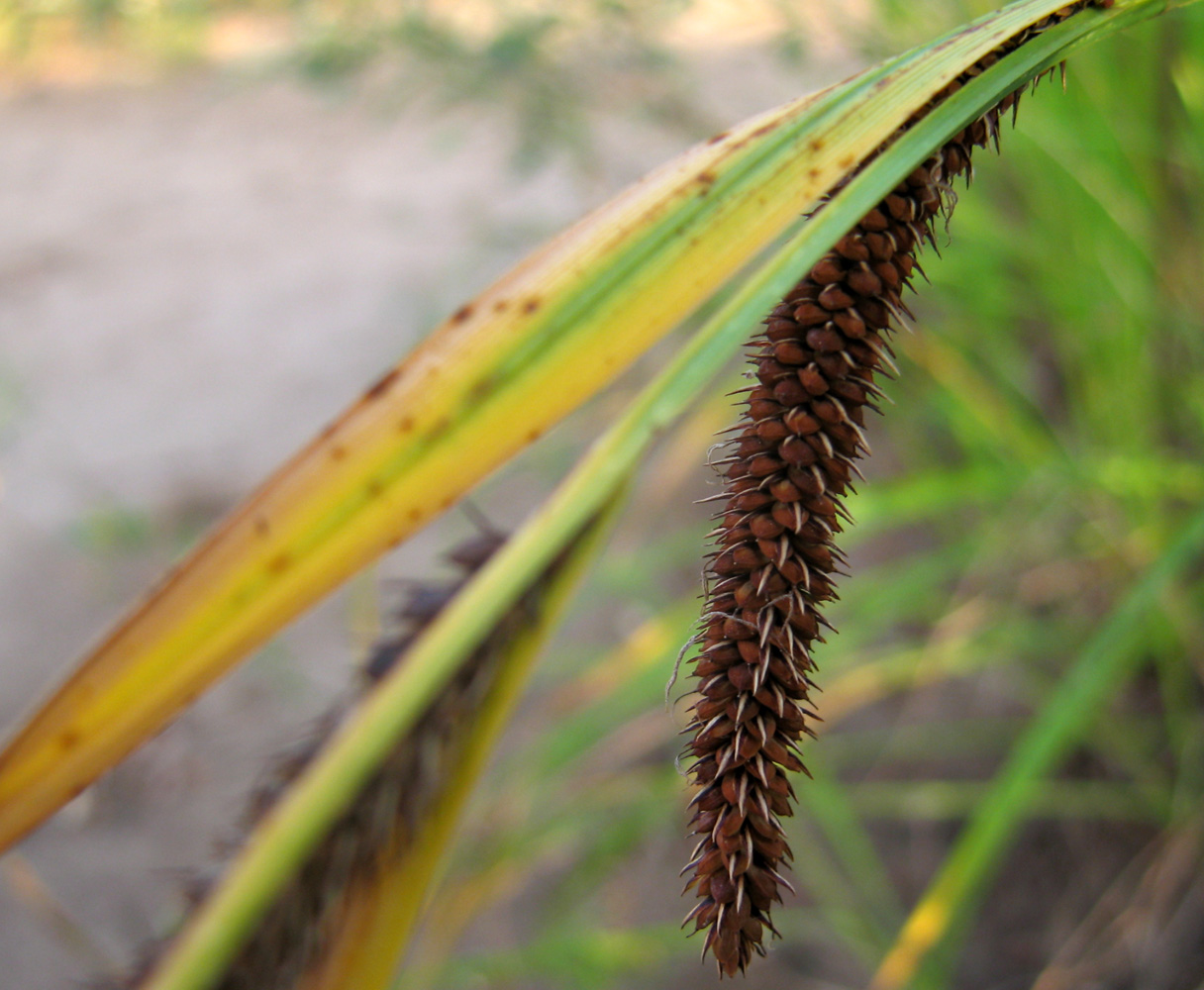 Изображение особи Carex acuta.