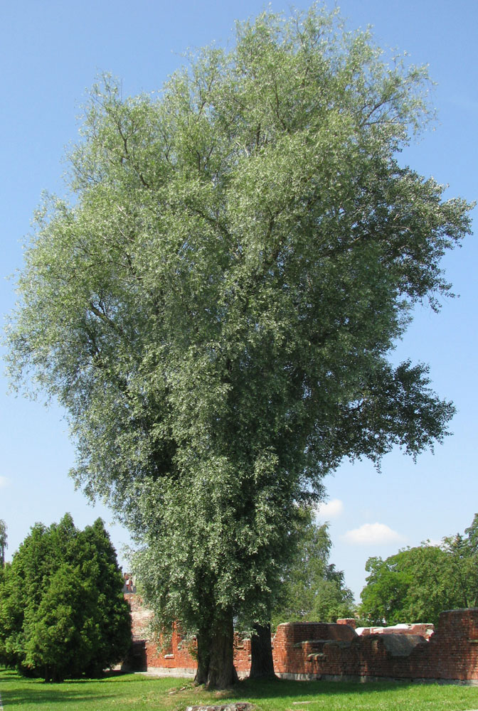 Image of Salix alba specimen.