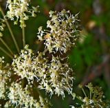 Angelica sylvestris