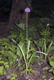 genus Allium. Цветущее растение. Южный Казахстан, ущелье Машат в устье Даубабы. 05.05.2012.