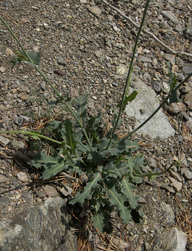 Image of Reichardia dichotoma specimen.