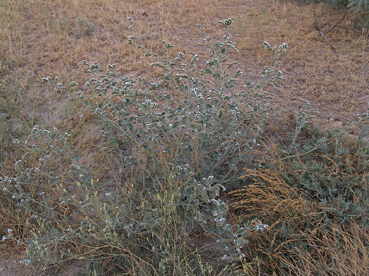 Image of Heliotropium ellipticum specimen.