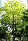 Quercus rubra. Крона дерева. Австрия, Вена, парк Зигмунд-Фройд. 10.09.2012.