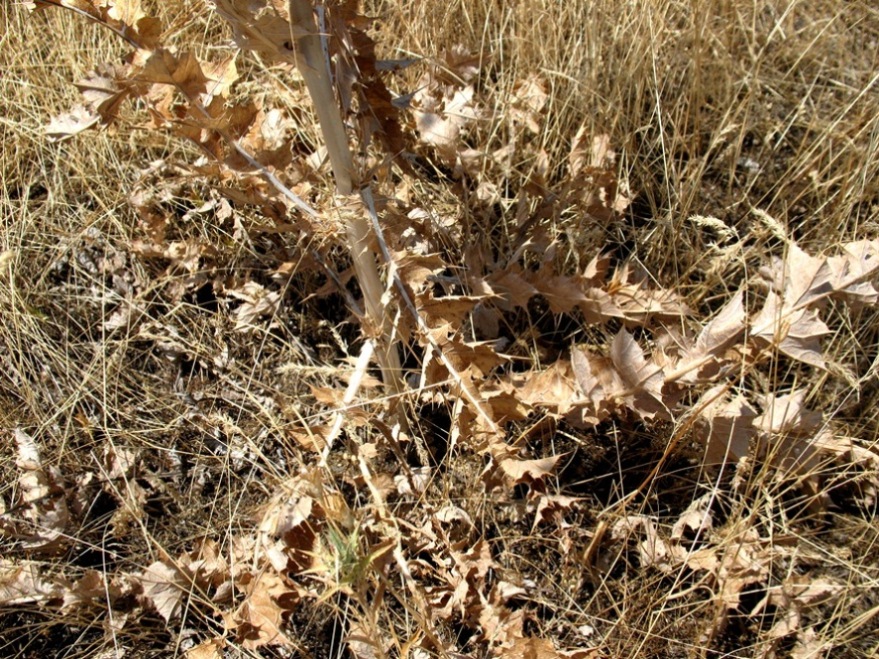 Изображение особи Cousinia eryngioides.