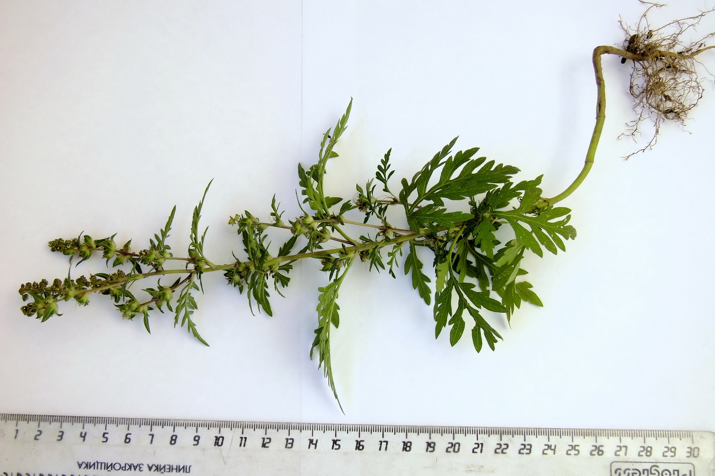Изображение особи Ambrosia artemisiifolia.