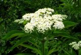 Sambucus ebulus