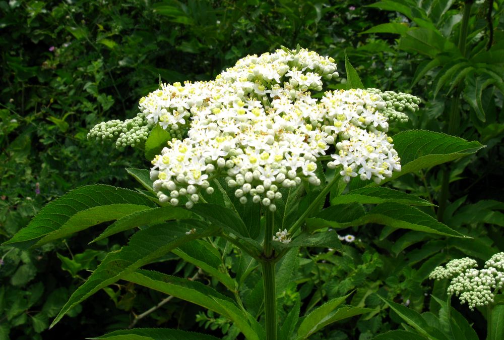 Изображение особи Sambucus ebulus.