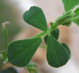 Medicago lupulina