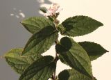 Deutzia × hybrida