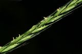 Elymus caninus