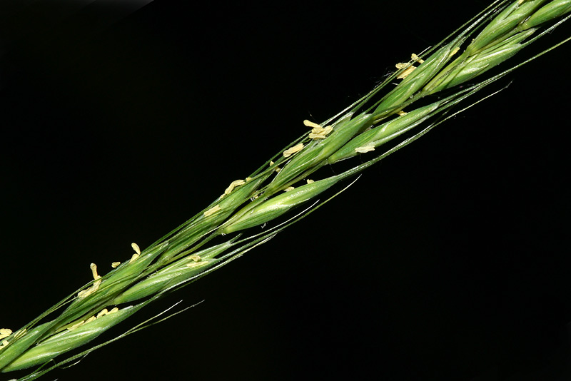 Изображение особи Elymus caninus.