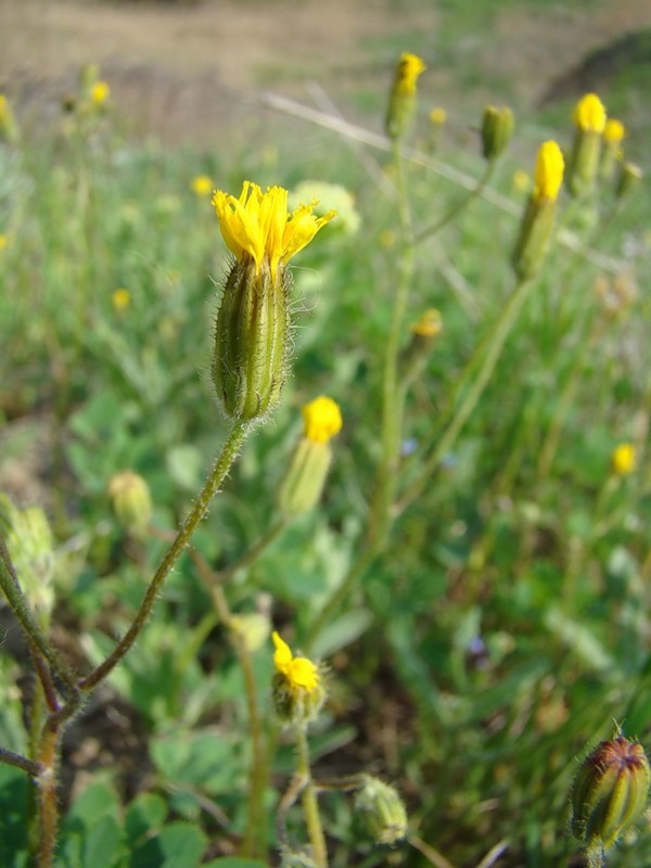 Image of Lagoseris sancta specimen.