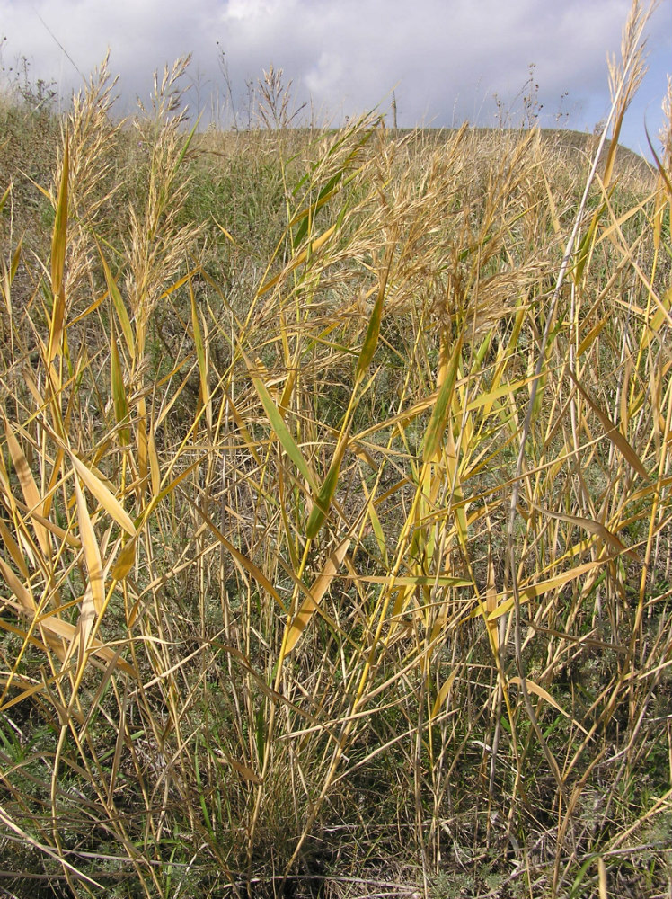 Image of Phragmites australis specimen.