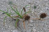 Carex macrocephala