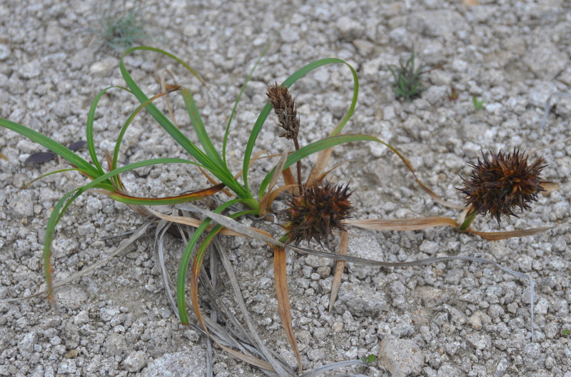 Изображение особи Carex macrocephala.