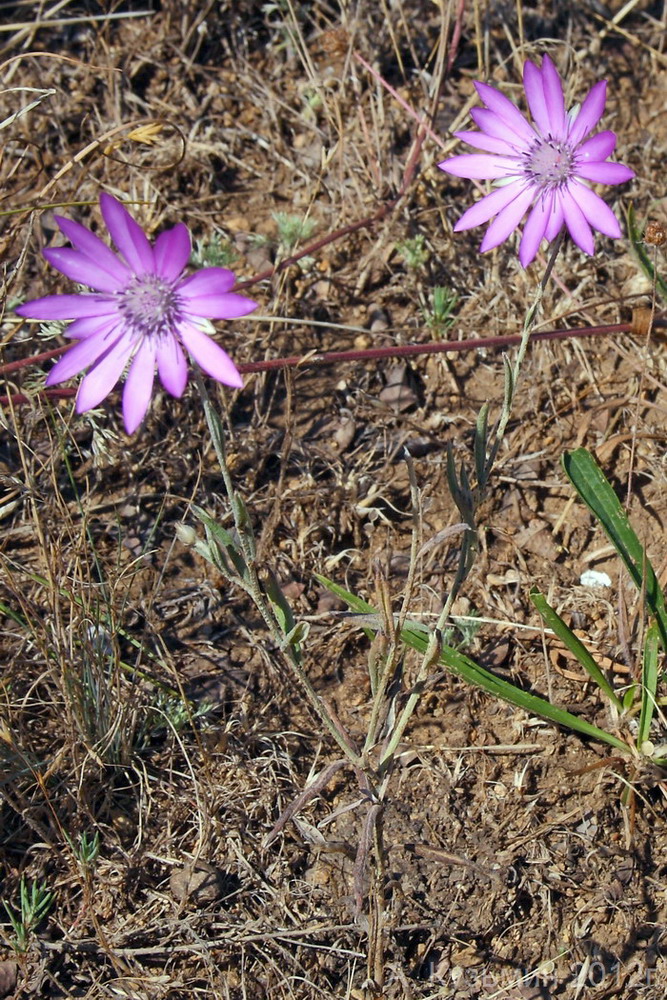 Изображение особи Xeranthemum annuum.