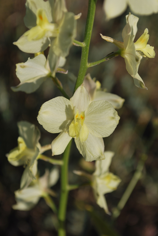 Image of Delphinium semibarbatum specimen.