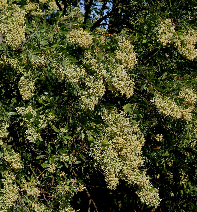 Изображение особи Baccharis halimifolia.