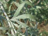 Artemisia absinthium. Лист в верхней части стебля. Украина, Запорожская обл., Запорожский р-н, посадка напротив Авиагородка. 03.07.2011.